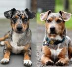 Dek reu Jack Russel | Silver grey merle & Blue merle, Dieren en Toebehoren, Honden | Dekreuen, Rabiës (hondsdolheid), Reu, 1 tot 2 jaar