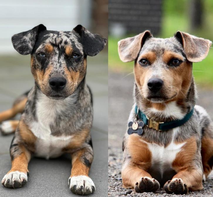 Dek reu Jack Russel | Silver grey merle & Blue merle, Dieren en Toebehoren, Honden | Dekreuen, Reu, Fokker | Hobbymatig, Eén hond