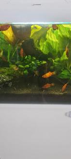 Fish, Vis