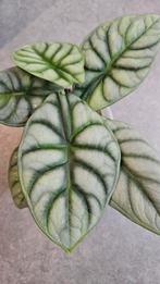 Alocasia Silver Dragon GoG Variegata, Ophalen of Verzenden, Halfschaduw, Minder dan 100 cm