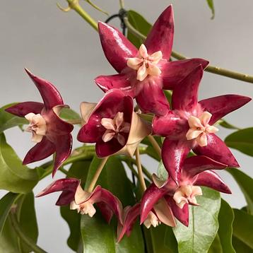 Hoya imperialis var. Rauschii beschikbaar voor biedingen