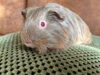 Prachtig jong/ baby cavia beertje in lilac kleur, Dieren en Toebehoren, Knaagdieren, Cavia, Mannelijk, Tam, Oktober