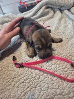 7 prachtige pups, Dieren en Toebehoren, Honden | Niet-rashonden, 8 tot 15 weken, Meerdere, Meerdere dieren, Nederland