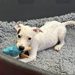 ACE: Silvain is een actieve pup die heel mensgericht is, Dieren en Toebehoren, Honden | Niet-rashonden, Particulier, Rabiës (hondsdolheid)