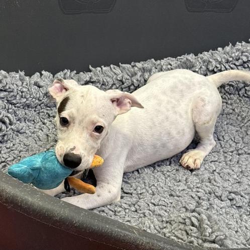 ACE: Silvain is een actieve pup die heel mensgericht is, Dieren en Toebehoren, Honden | Niet-rashonden, Middel, Reu, Particulier