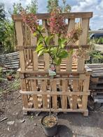 Pinky Winky hortensia - op stam, Ophalen of Verzenden, Hortensia, Struik, 100 tot 250 cm