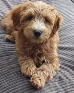 Prachtige Mini Australian Labradoodle Pup., Dieren en Toebehoren, Honden | Niet-rashonden, Reu, CDV (hondenziekte), 8 tot 15 weken