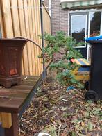 Juniperus Blue Alps Bonsai, Ophalen, Bloeit niet, Halfschaduw, Overige soorten