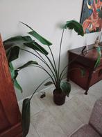 Prachtige kamerplant Strelitzia, Huis en Inrichting, Kamerplanten, Ophalen, Halfschaduw, Minder dan 100 cm