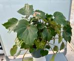 Begonia Rubi Verde P17 - Kamerplant, Overige soorten, In pot, Minder dan 100 cm, Groene kamerplant