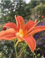 Hemerocallis daglelie oranje bio tuinplanten stekjes, Tuin en Terras, Bloembollen en Zaden, Knol, Ophalen of Verzenden, Gehele jaar