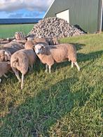Swifter Dekrammen, Dieren en Toebehoren, Schapen, Geiten en Varkens, Mannelijk, Schaap