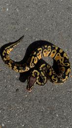 Koningspython ballpython Pastel man 100% het Clown., Dieren en Toebehoren, Reptielen en Amfibieën, Slang, 0 tot 2 jaar