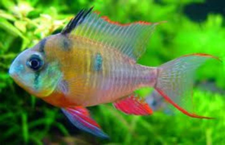 Antennebaars blue, wildkleur of gold, vele dwerg cichlide, Dieren en Toebehoren, Vissen | Aquariumvissen, Zoetwatervis, Vis