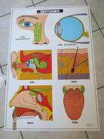 schoolposters menselijk lichaam, Ophalen, Gebruikt, Deurposter of groter, Overige onderwerpen