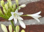 Agapanthus “Peter Pan Weiss”, kleine soort., Volle zon, Vaste plant, Zomer, Ophalen