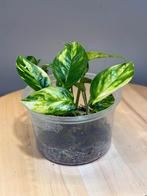 Epipremnum pinnatum Cintho Goldfinger stek, Ophalen of Verzenden, Halfschaduw, Minder dan 100 cm