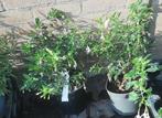 Vaste roze Fuchsia magellanica electra pink en regia red, Ophalen