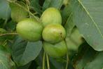 Juglans regia Gewonne Walnoot, Okkernoot eetbaar grote boom', Ophalen of Verzenden, Volle zon, Walnotenboom, Lente