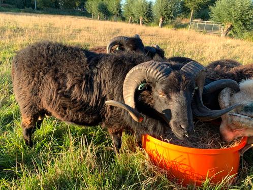 Stamboek Skudde ram (2023), Dieren en Toebehoren, Schapen, Geiten en Varkens, Schaap, Mannelijk, 0 tot 2 jaar