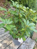 Plant, Ophalen, Overige soorten, Volle zon