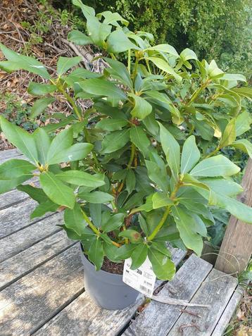 Plant  beschikbaar voor biedingen