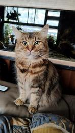 GEZOCHT Maine Coon katertje, Kater