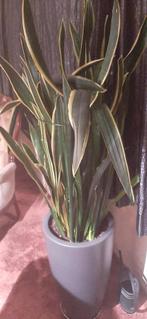 Sansevieria kamerplanten, Overige soorten, Minder dan 100 cm, Halfschaduw, Ophalen