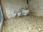 Wyandotte hen met 2 kuikens, Dieren en Toebehoren, Pluimvee, Meerdere dieren, Kip