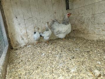 Wyandotte hen met 2 kuikens beschikbaar voor biedingen