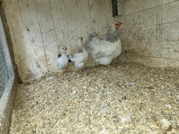 Wyandotte hen met 2 kuikens, Dieren en Toebehoren, Pluimvee, Kip, Meerdere dieren
