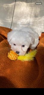 Lieve maltezer pups teefjes en een reutje raszuiver ❤️, Dieren en Toebehoren, Maltezer, Rabiës (hondsdolheid), 8 tot 15 weken