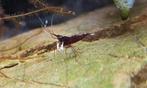 Caridina dennerli garnalen, Dieren en Toebehoren, Kreeft, Krab of Garnaal