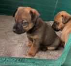 Mooie lieve Jack russel pup wild kleur, Dieren en Toebehoren, Parvo, Jack Russell Terriër, 8 tot 15 weken, Meerdere