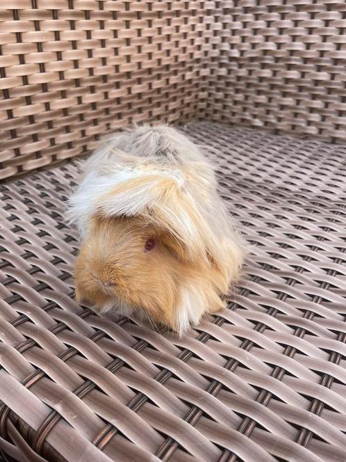 Koppel pruviaan zeugjes, Dieren en Toebehoren, Knaagdieren, Vrouwelijk, Cavia, Mei, Tam