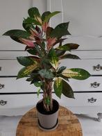 Croton in bloempot 19 cm aardewerk bruin + schaal, Ophalen, Overige soorten, Halfschaduw, In pot