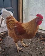 Mooie jonge haan, Dieren en Toebehoren, Mannelijk, Kip