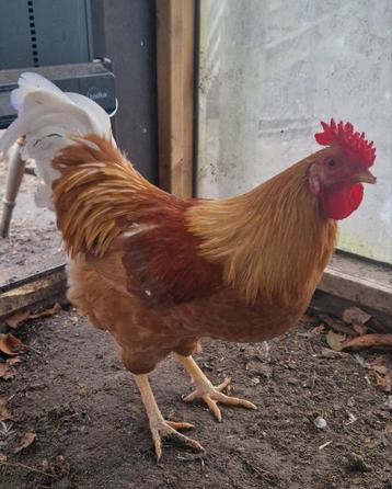 Mooie jonge haan beschikbaar voor biedingen