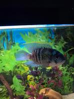 Te koop andino cara pulcher. 1 euro  per stuk, Dieren en Toebehoren, Vis