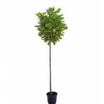 Catalpa op stam - Trompetboom, 100 tot 250 cm, Zomer, Ophalen, Volle zon