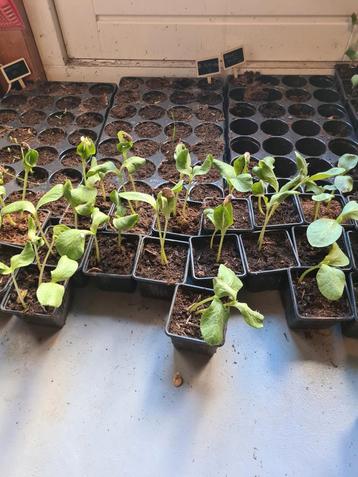 Pompoen plantjes beschikbaar voor biedingen