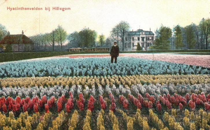 Hyacinthenvelden bij Hillegom (1907) 130011, Verzamelen, Ansichtkaarten | Nederland, Gelopen, Zuid-Holland, Voor 1920, Verzenden
