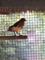 Harlekijn mankanaries, Dieren en Toebehoren, Meerdere dieren