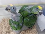 Geelvoorhoofd Amazone papegaaien, Dieren en Toebehoren, Vogels | Parkieten en Papegaaien, Papegaai, Geringd