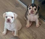 Franse bulldog puppys eA Husky beschikbaar pedigree, Dieren en Toebehoren, Honden | Bulldogs, Pinschers en Molossers, Rabiës (hondsdolheid)