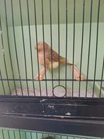 Glosters te koop, Meerdere dieren