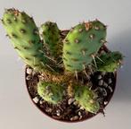 Opuntia Subcylindrica, Huis en Inrichting, Kamerplanten, Cactus, Ophalen of Verzenden, Volle zon