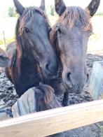 Gevraagd  bij rijdster, Dieren en Toebehoren, Paarden en Pony's | Overige Paardenspullen, Ophalen of Verzenden, Zo goed als nieuw