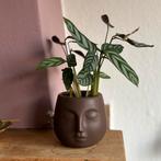 Plant in pot, Tuin en Terras, Bloempotten, Ophalen, Rond, Binnen, Zo goed als nieuw