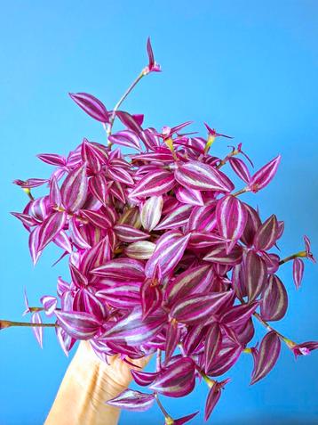 Stek Tradescantia pink paradise  beschikbaar voor biedingen